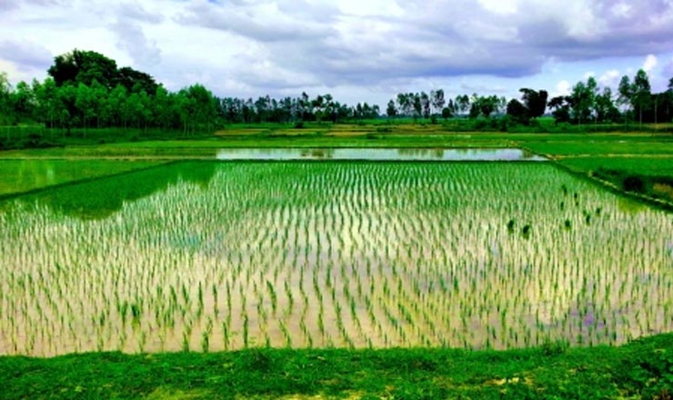 ব্যক্তিগত জমি ৬০ বিঘার বেশি হলে নিয়ে যাবে সরকার