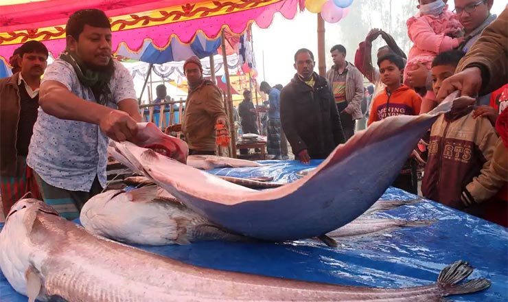 মাছ কেনায় কখনো ঠ’কবেন না, এই ৯টি ট্রিক্স জানা থাকে