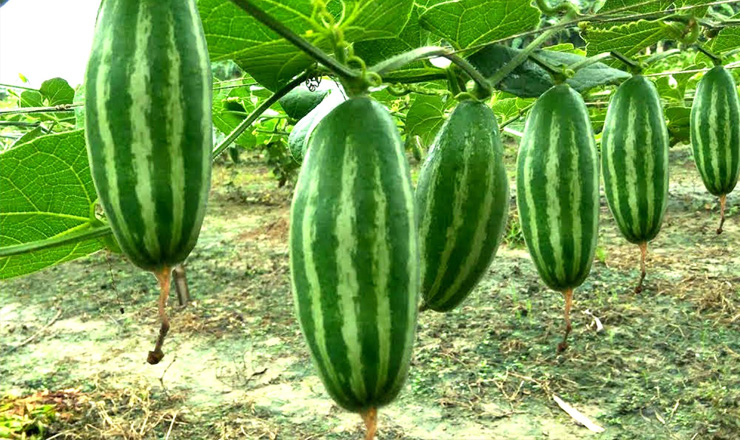 পটলের ইংরেজি নাম কি? প্রায় ৯০% মানুষ সঠিক উত্তর দিতে পারেননি, আপনি জানেন?