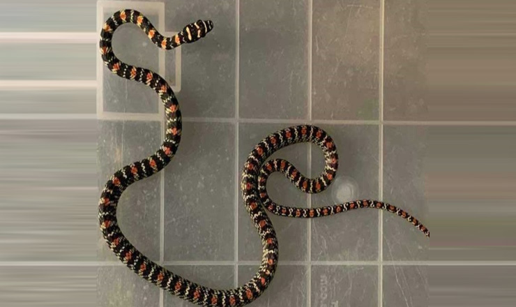 তিন দিনের চেষ্টায় ধরা পড়ল অপরূপ কাল নাগিনী সাপ