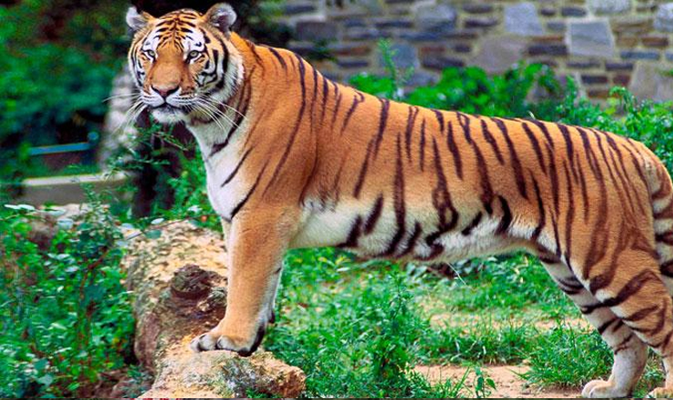 করোনায় বাঘের মৃত্যু