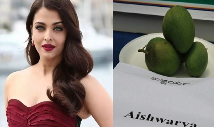 ঐশ্বরিয়া আম : ওজন এক কেজি, খেতেও মিষ্টি!