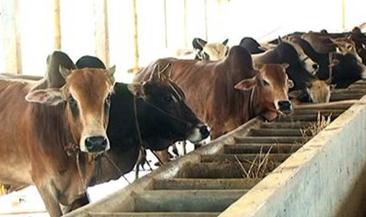 কম খরচে ছোট আকারে ডেইরী ফার্ম করার কৌশল