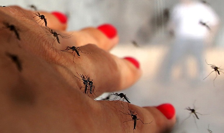 কাদের রক্ত মশার কাছে বেশি পছন্দ, নারী নাকি পুরুষ?