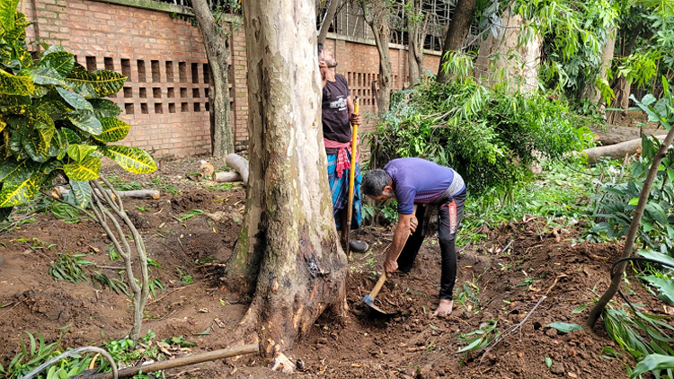 ঢাকা বিশ্ববিদ্যালয়ের ইউক্যালিপটাস গাছগুলোর কী অপরাধ