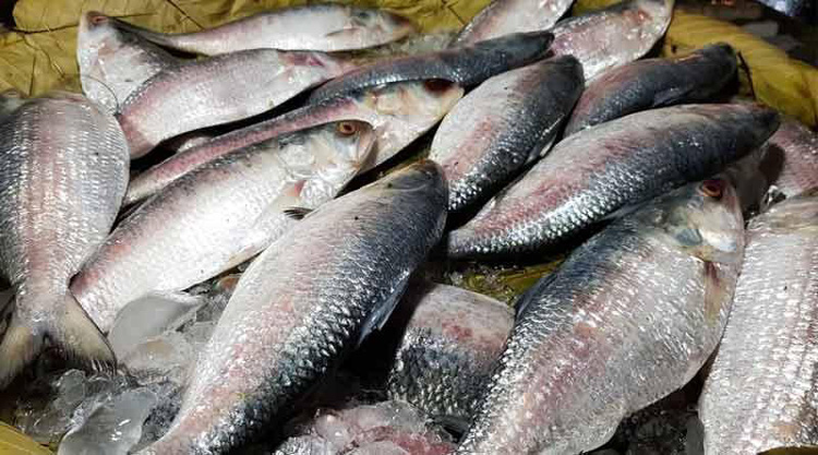 ভারতে ইলিশ রপ্তানি বন্ধে সরকারকে আইনি নোটিশ