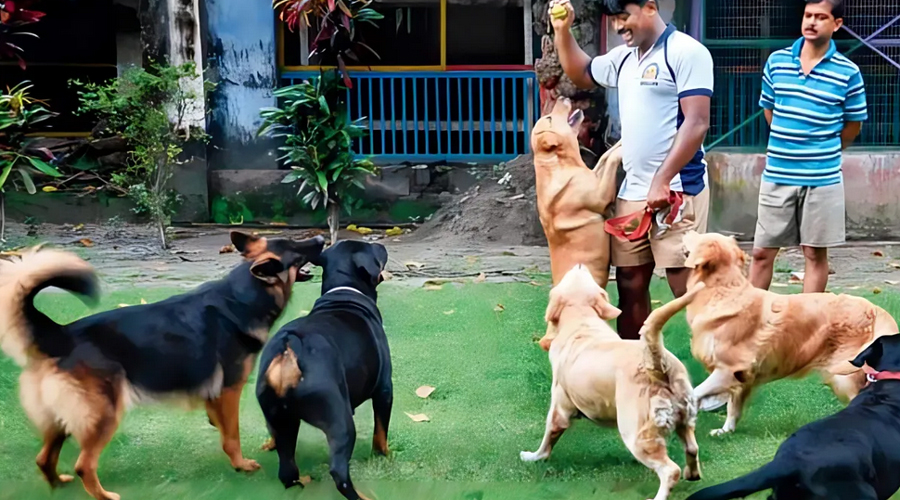 বাংলাদেশ সীমান্তে অন্তঃসত্ত্বা ভারতীয় গোয়েন্দা কুকুর, তদন্তে বিএসএফ