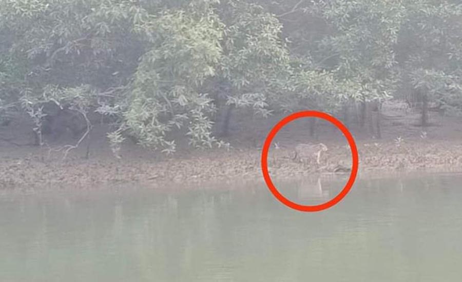 সোনাদিয়ায় ‘বাঘের অবয়বে’ প্রাণী, দ্বীপজুড়ে আতঙ্ক!