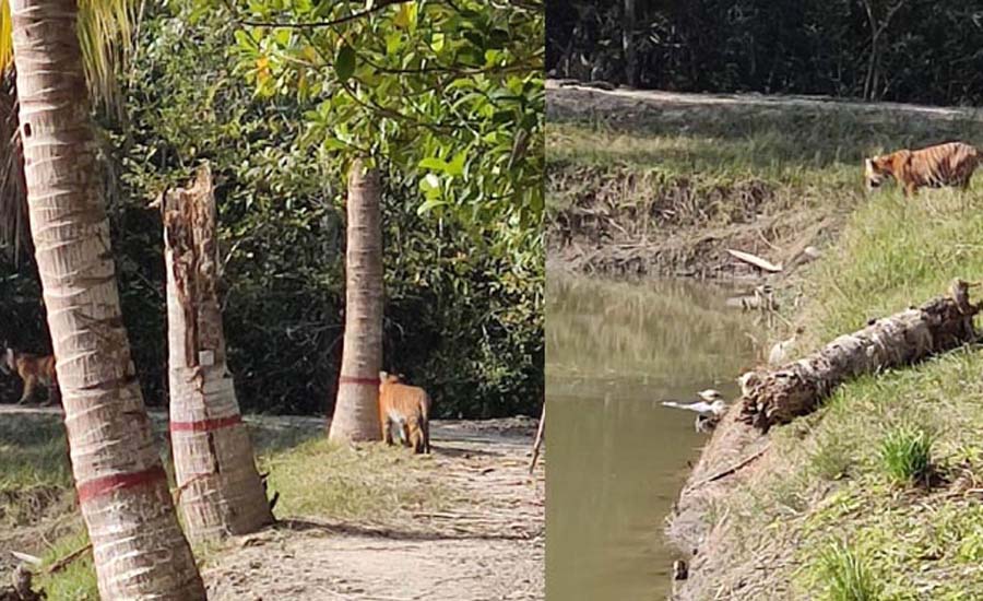 ৩ বাঘে অবরুদ্ধ কার্যালয়, আতঙ্কে রক্ষীরা