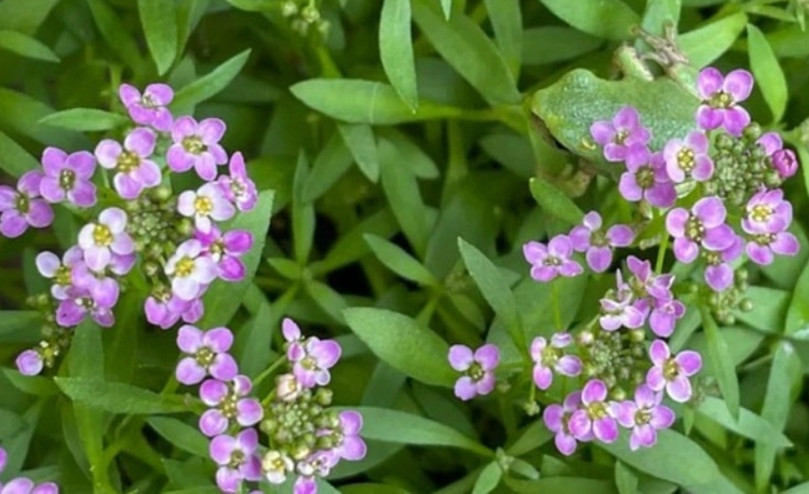 চোখের ধাঁধা: ফুলের এই ছবিটিতে লুকিয়ে আছে একটি ব্যাঙ, চ্যালেঞ্জ রইল খুঁজে বের করার