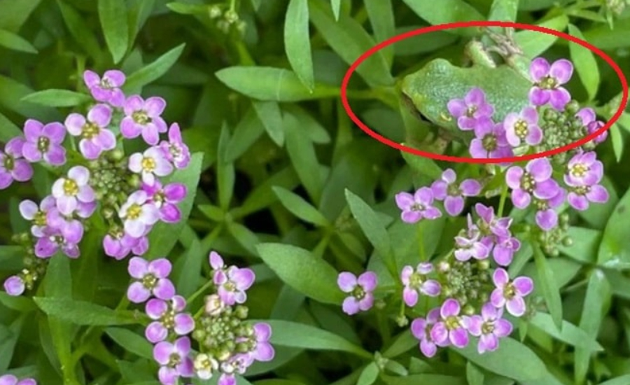 চোখের ধাঁধা: ফুলের এই ছবিটিতে লুকিয়ে আছে একটি ব্যাঙ, চ্যালেঞ্জ রইল খুঁজে বের করার