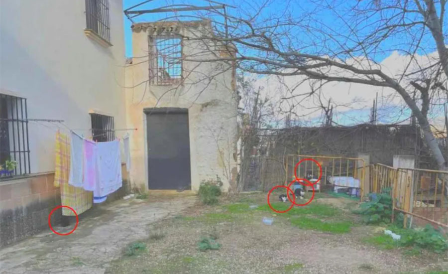 চোখের ধাঁধা: এই ছবিতে লুকিয়ে আছে ৪ টি বিড়াল, রইলো ১২ সেকেন্ডে খুঁজে বের করার চ্যালেঞ্জ