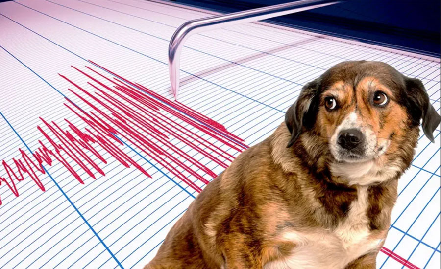 ভূমিকম্পের আলামত কি আগেই পায় পশুপাখি?