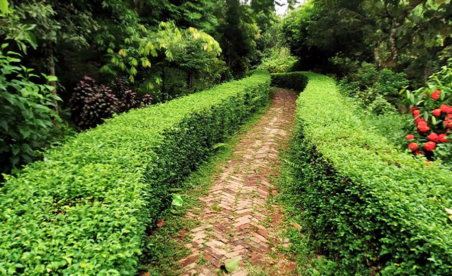 লালমাই উদ্যানে বিরল উদ্ভিদের মুগ্ধতা