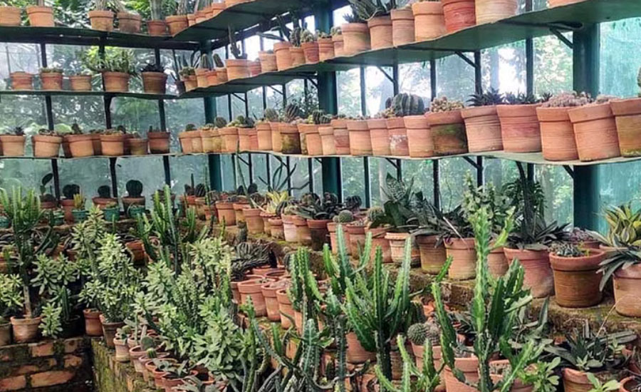 লালমাই উদ্যানে বিরল উদ্ভিদের মুগ্ধতা