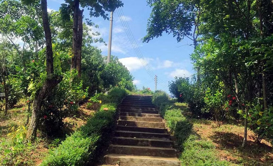 লালমাই উদ্যানে বিরল উদ্ভিদের মুগ্ধতা