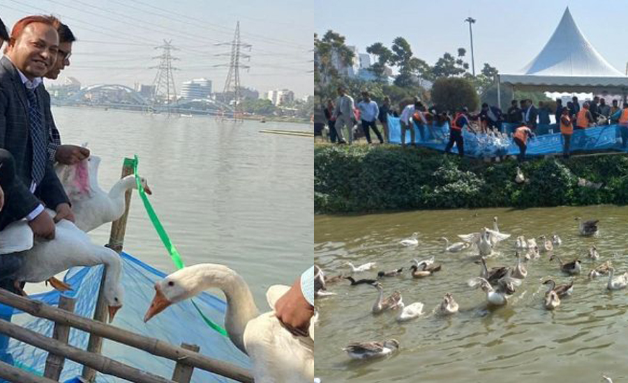 হাতিরঝিলে হাঁস: আসলে কি হচ্ছে?