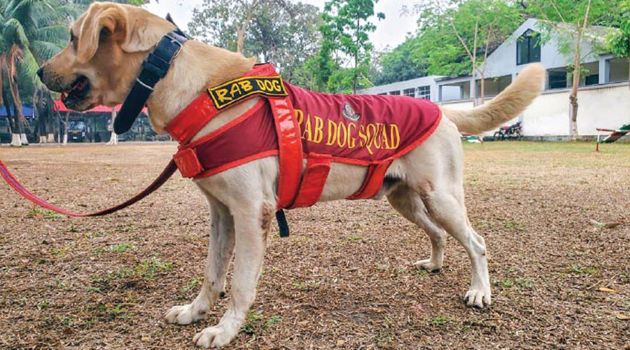 সিদ্দিকবাজারে তিন লাশ উদ্ধার, বীরত্বের পদক পেল কুকুর