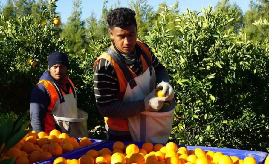 দৈনিক মাত্র ৬ ঘণ্টা কাজ, মাসে ৫ লাখ টাকা বেতনেও মিলছে না শ্রমিক