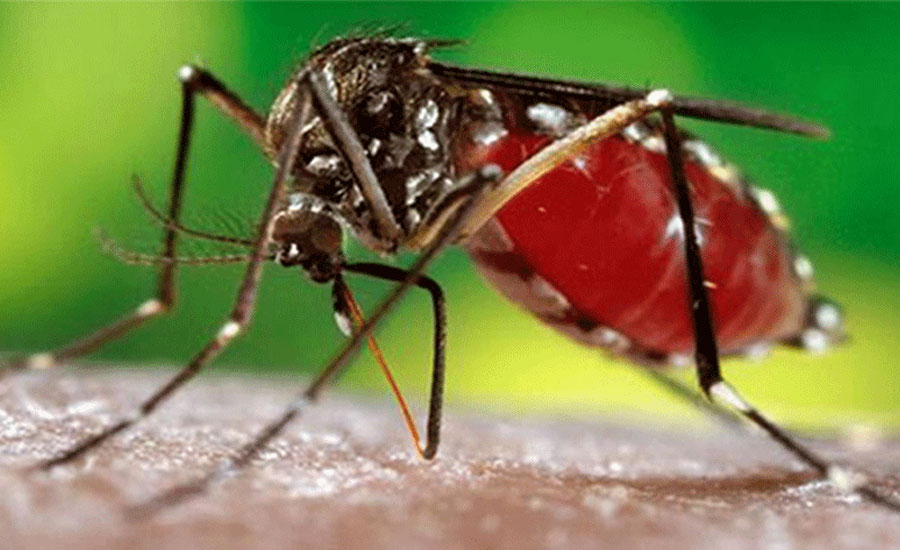 মশার কবলে মন্ত্রী-মেয়র