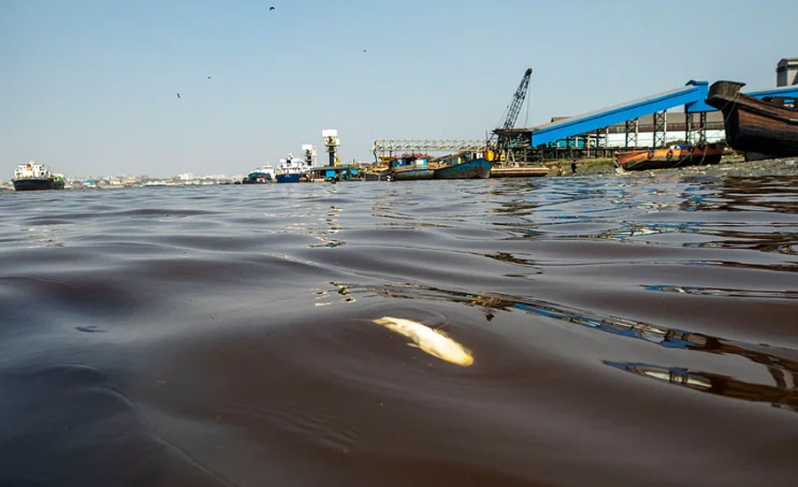 এস আলমের পোড়া চিনির বর্জ্যে, মাছ মরে ভাসছে কর্ণফুলীতে